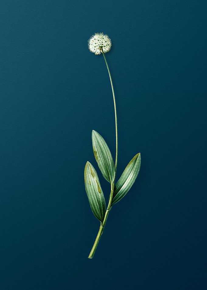 Victory Onion