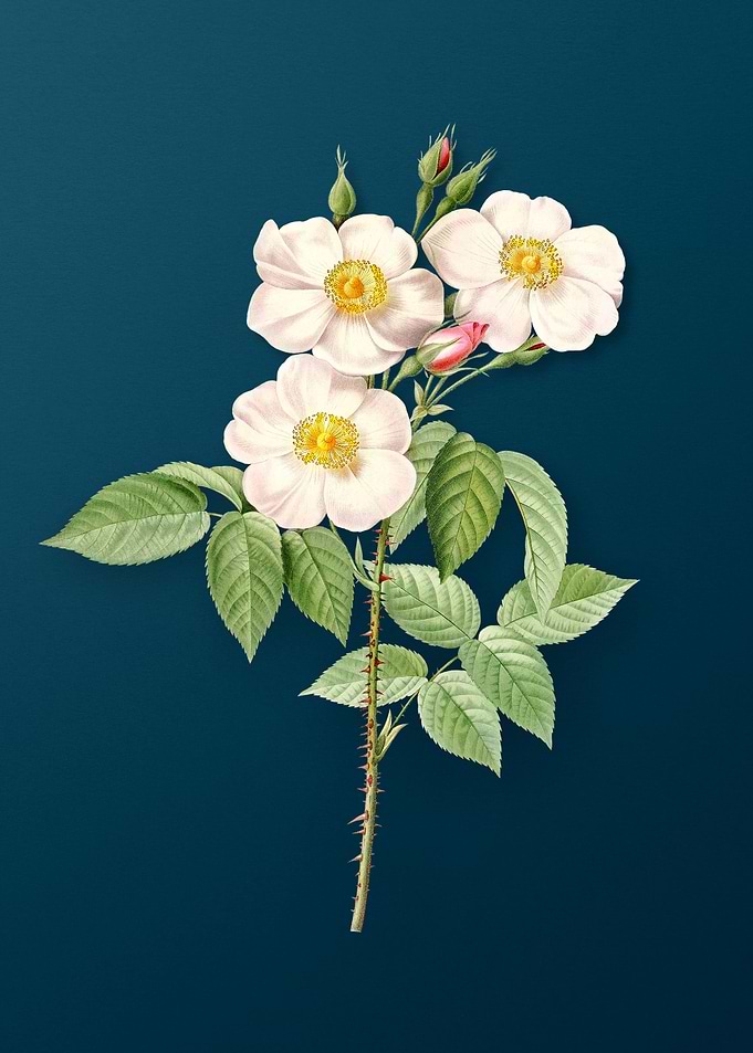 Rose of Castile