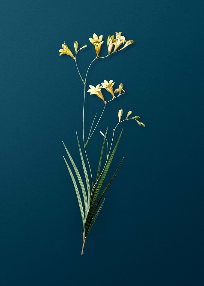 Antique Freesia