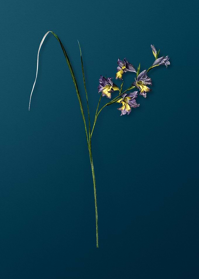 Vintage Gladiolus Ringens