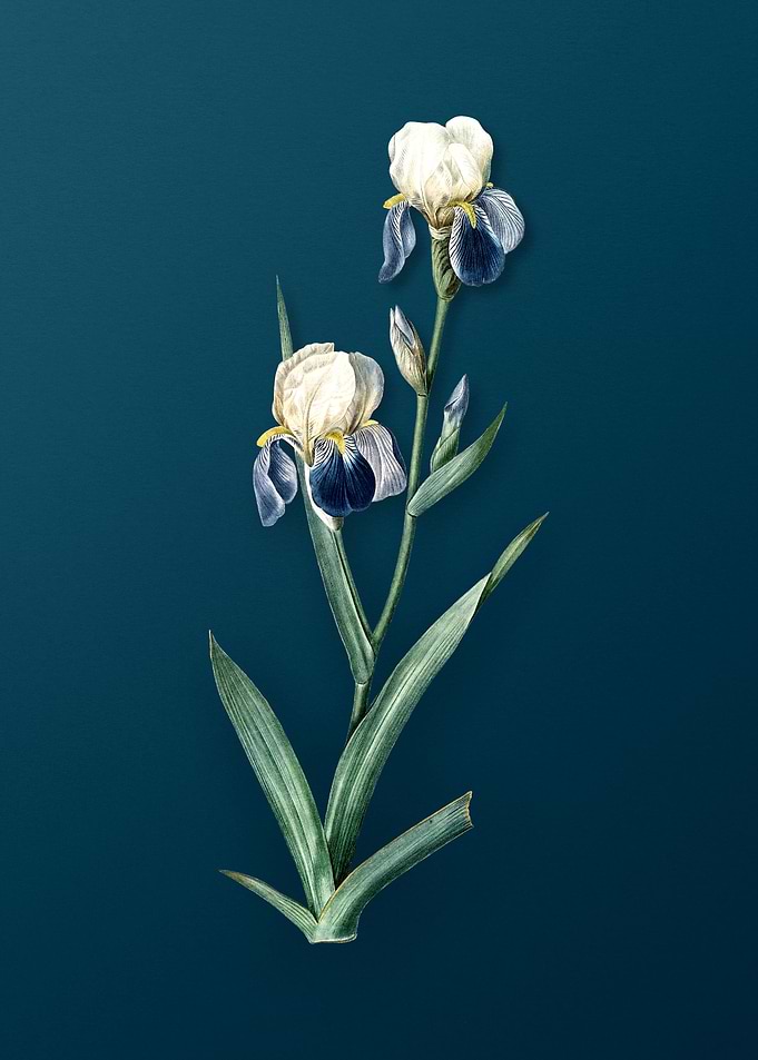 Vintage Elder Scented Iris