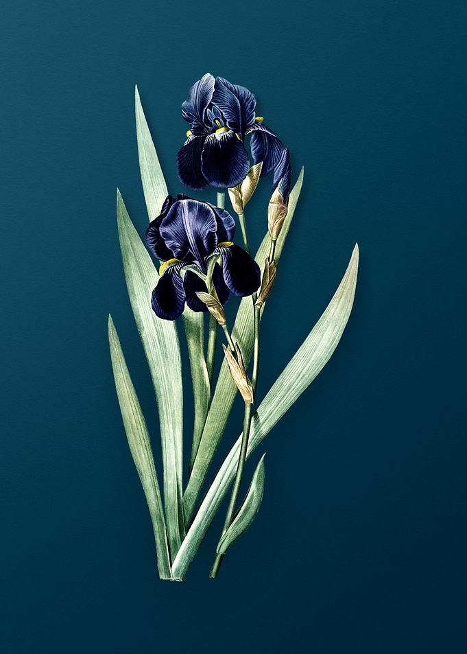German Iris Flower