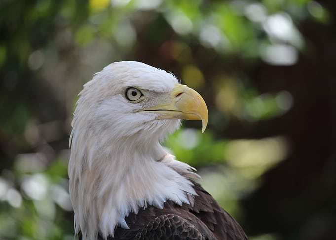 Bald Eagle 2