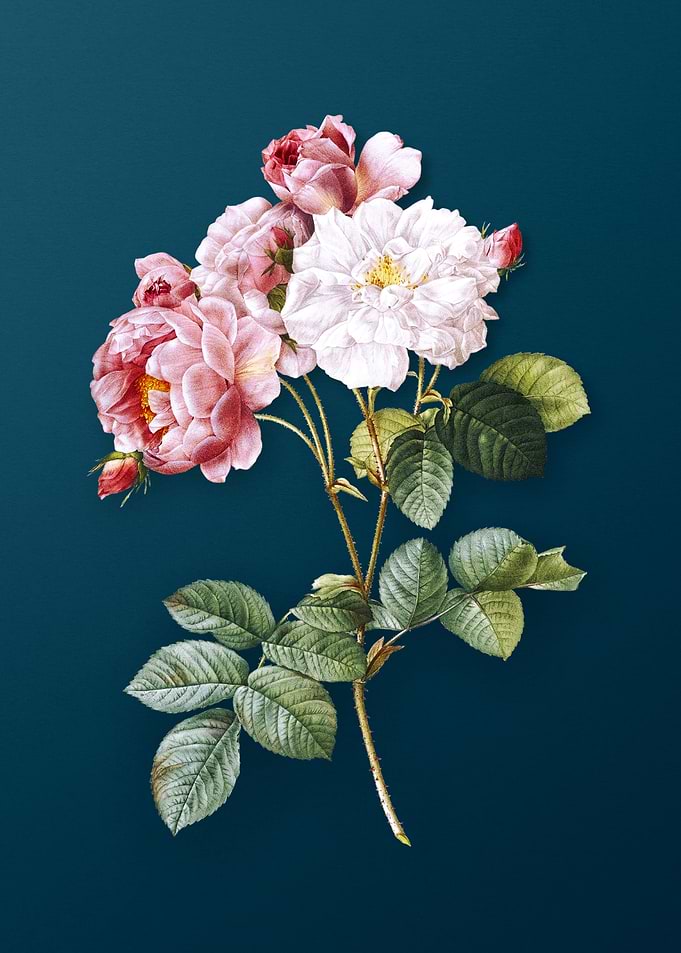 Pink Damask Rose Florals