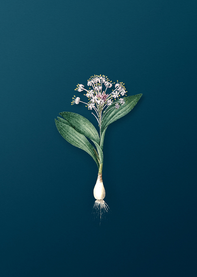 Pygmy Hyacinth