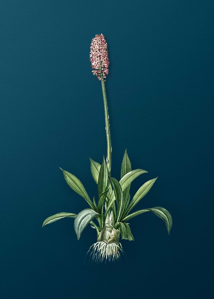 Swamp Pink Vintage Florals