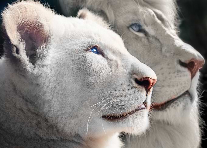 Father and Son