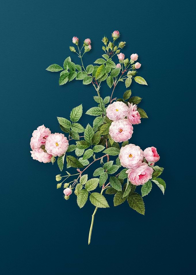 Pink Baby Roses Flower