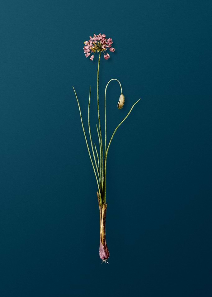 Autumn Onion on Deep Teal