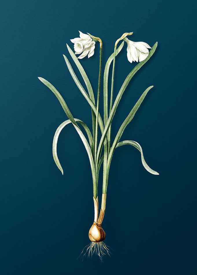 Narcissus Candidissimus