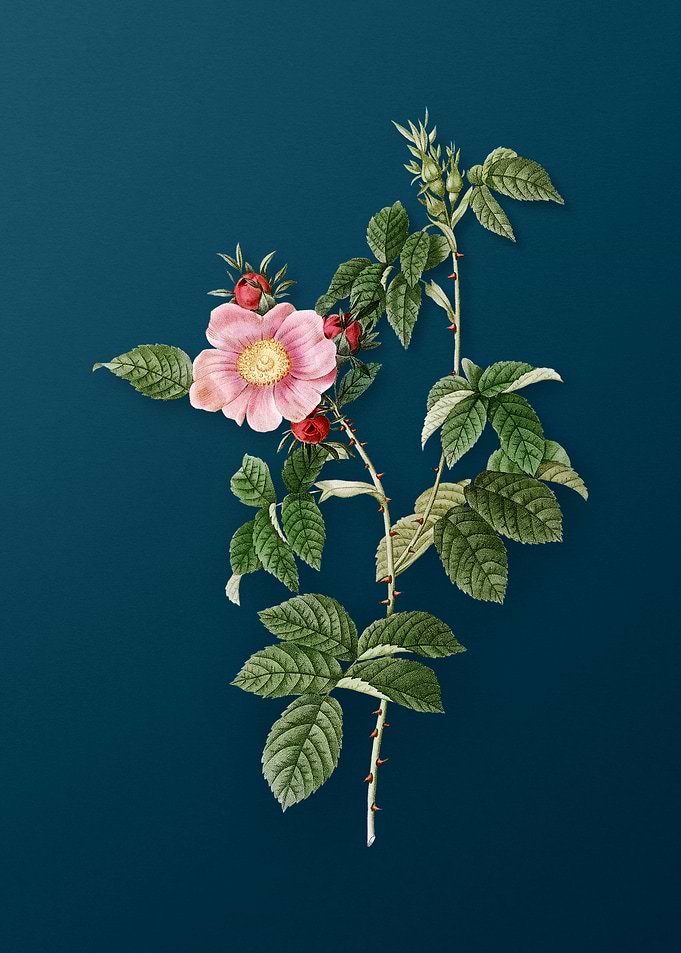 Big Flowered Dog Rose