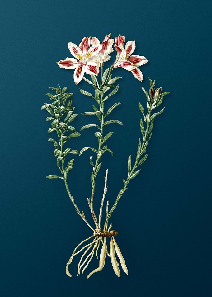 Lily of the Incas