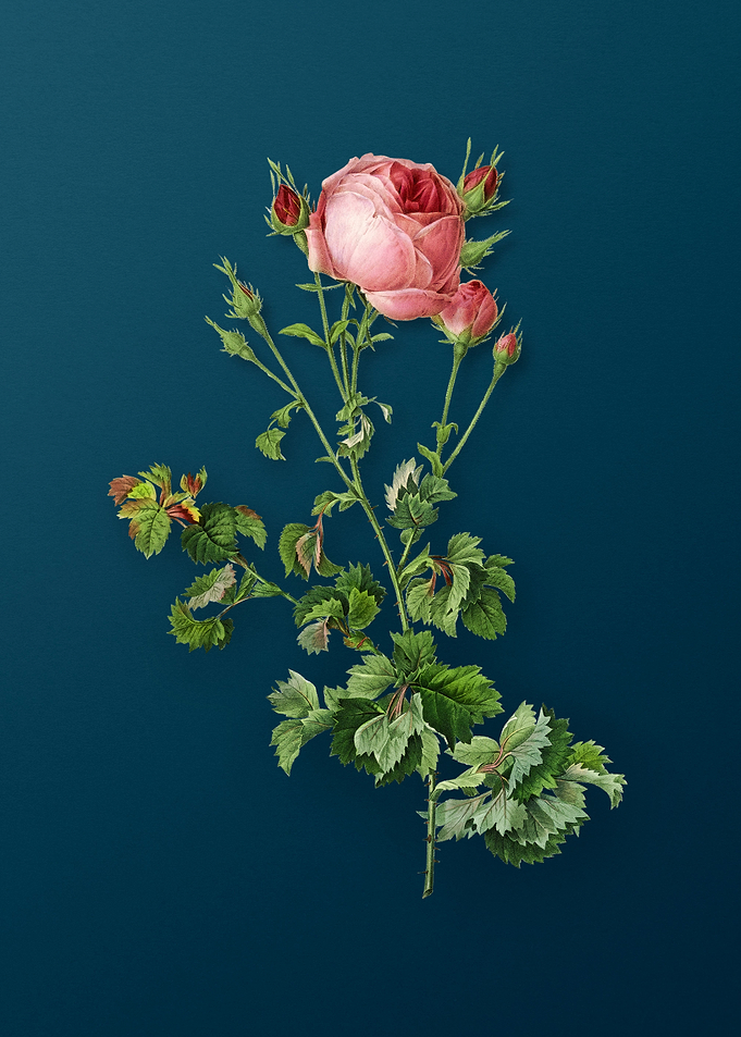 Celery Leaved Cabbage Rose