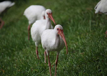 Ibis in a line