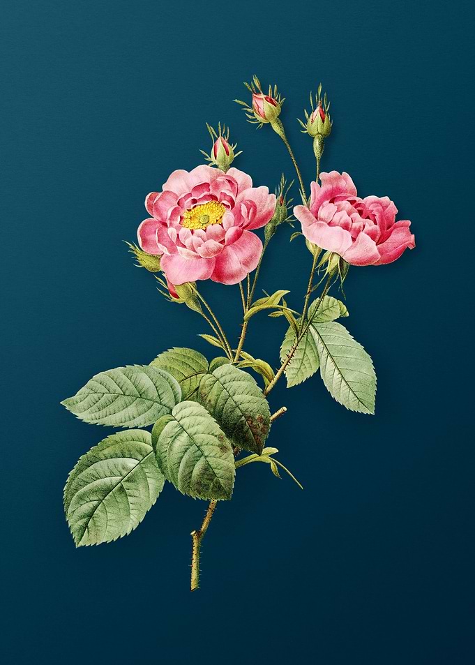 Anemone Centuries Rose