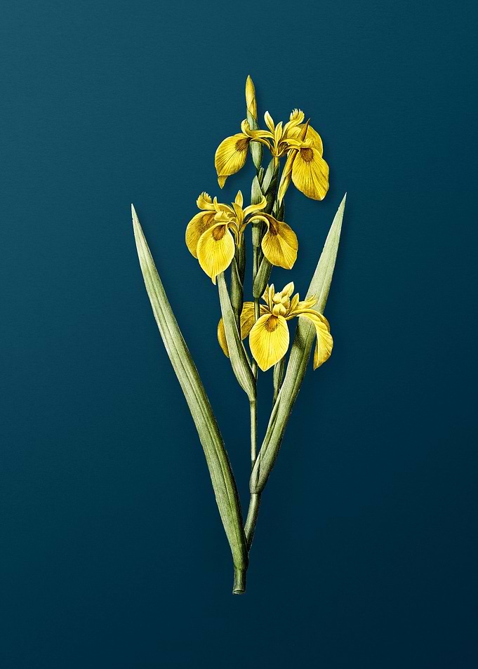 Vintage Irises