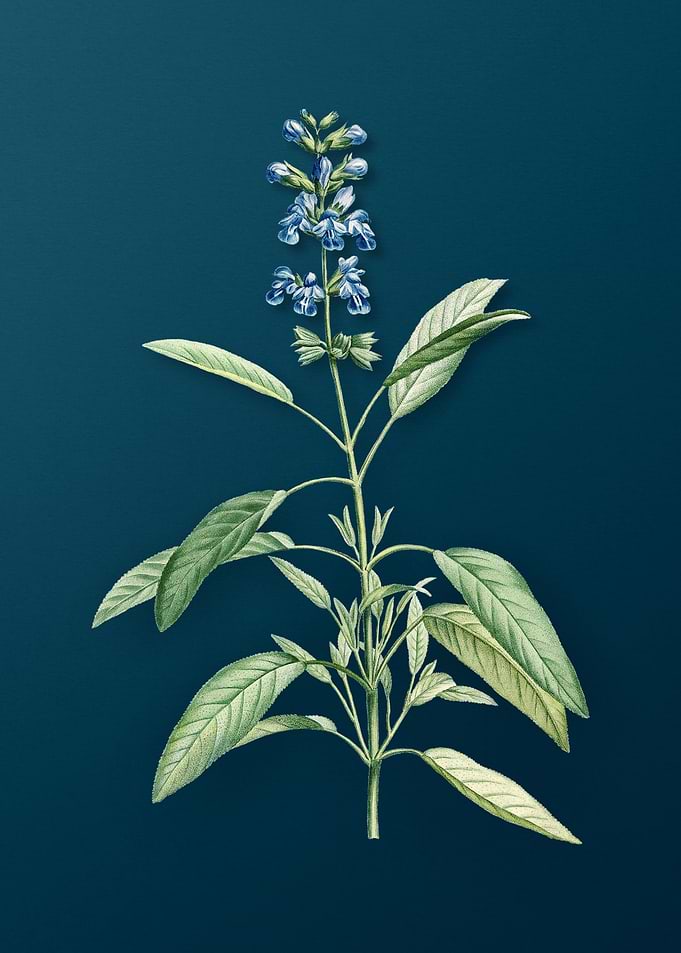 Blooming Sage Plant