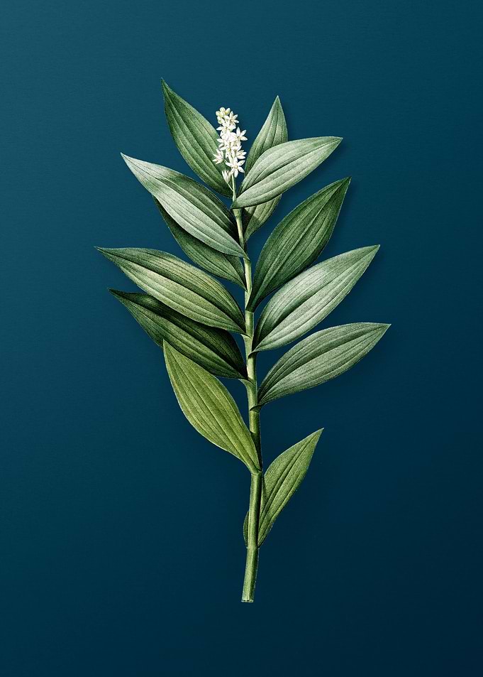 Smilacina Stellata Florals
