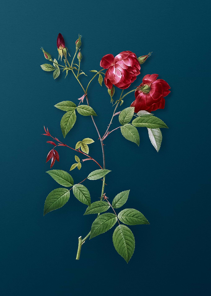 Velvet China Rose