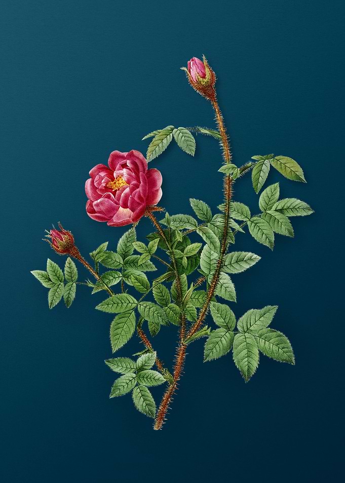 Blooming Moss Rose on Teal