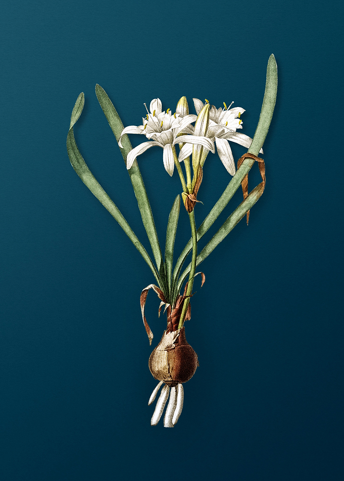 Sea Daffodil