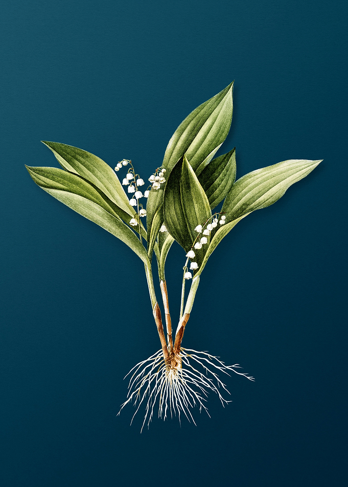 Lily of the Valley