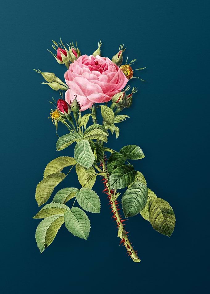 Lelieurs Four Season Rose