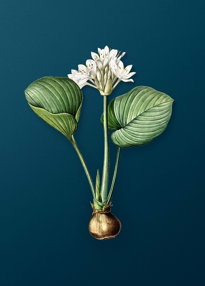 Cardwell Lily
