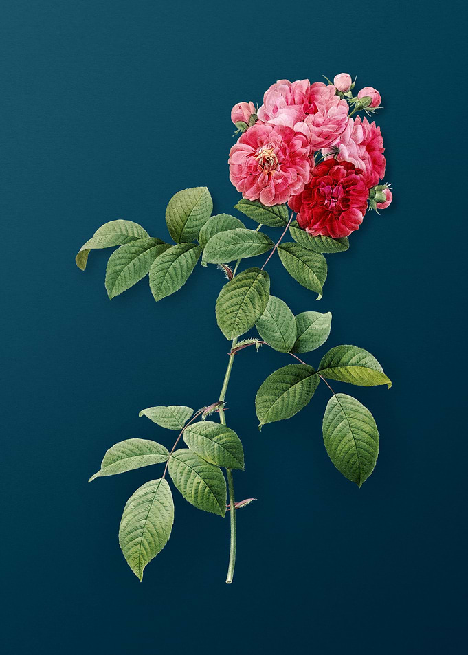 Seven Sisters Roses