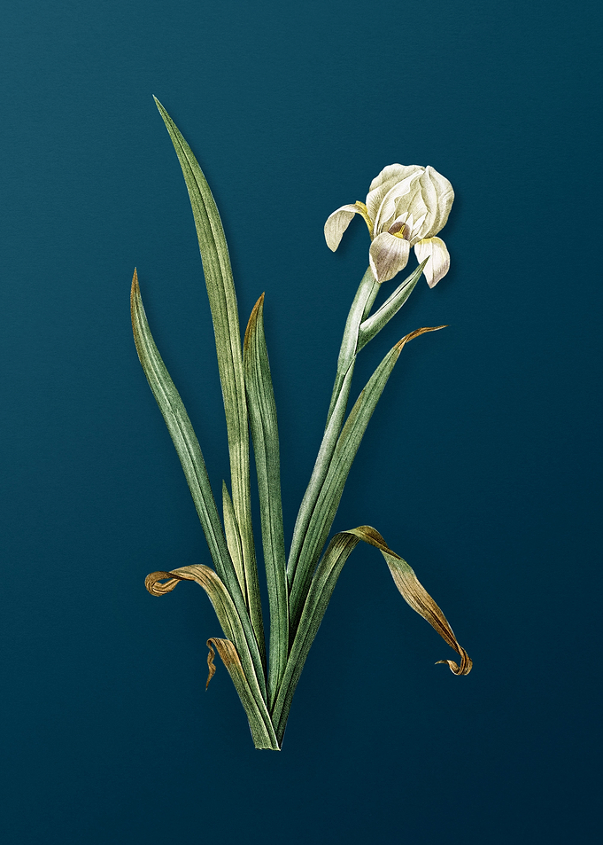 Crimean Iris