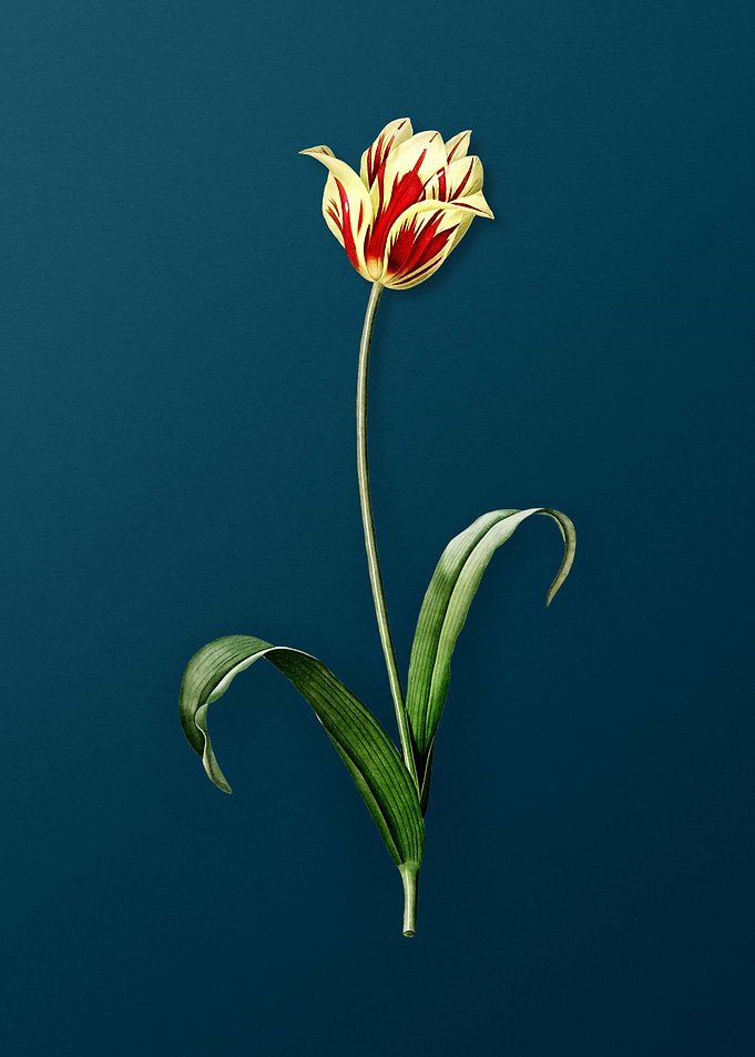 Didiers Tulip Flowers