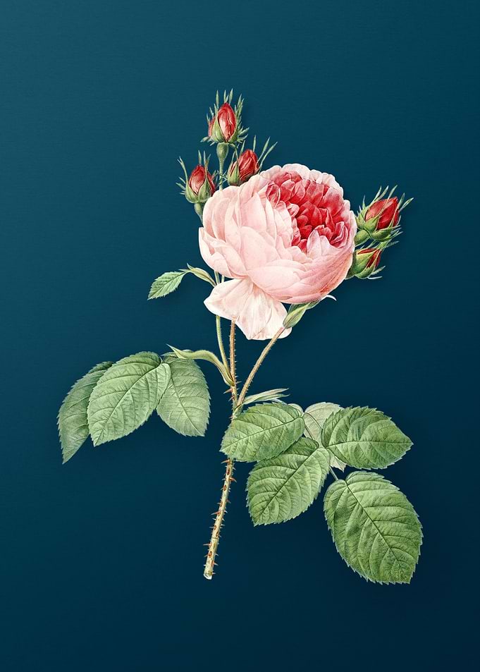 Pink Cabbage Rose
