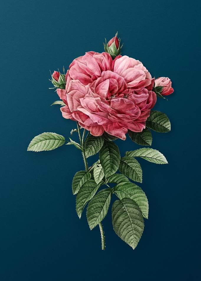 Giant French Rose Flower