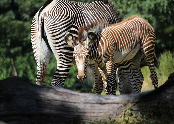 Baby Zebra