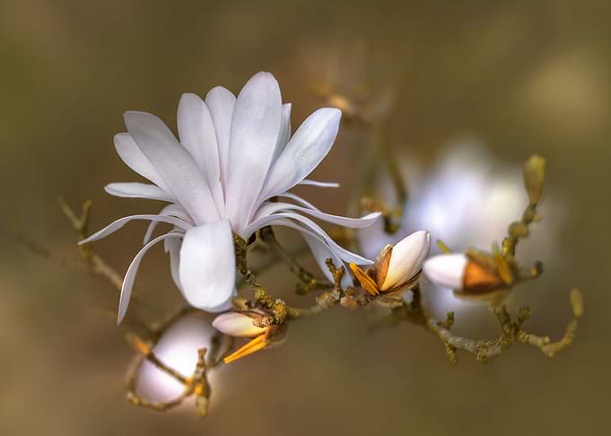 White Magnolia