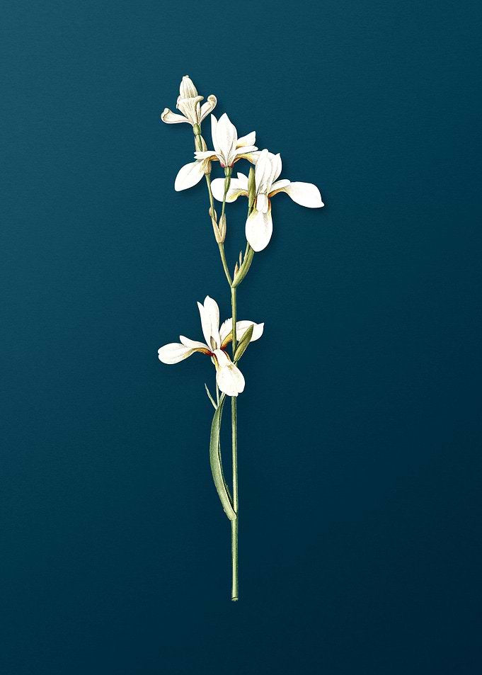 Siberian Iris
