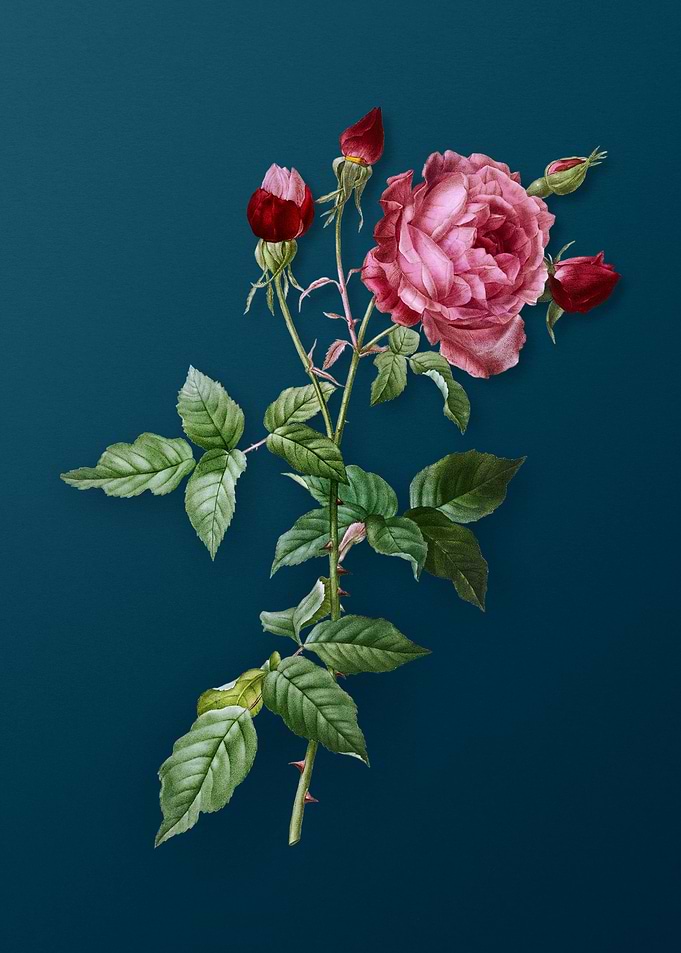 Blooming Provence Rose