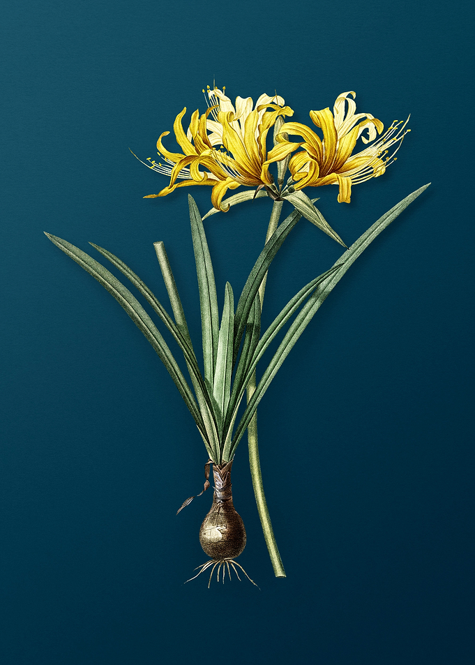 Golden Hurricane Lily