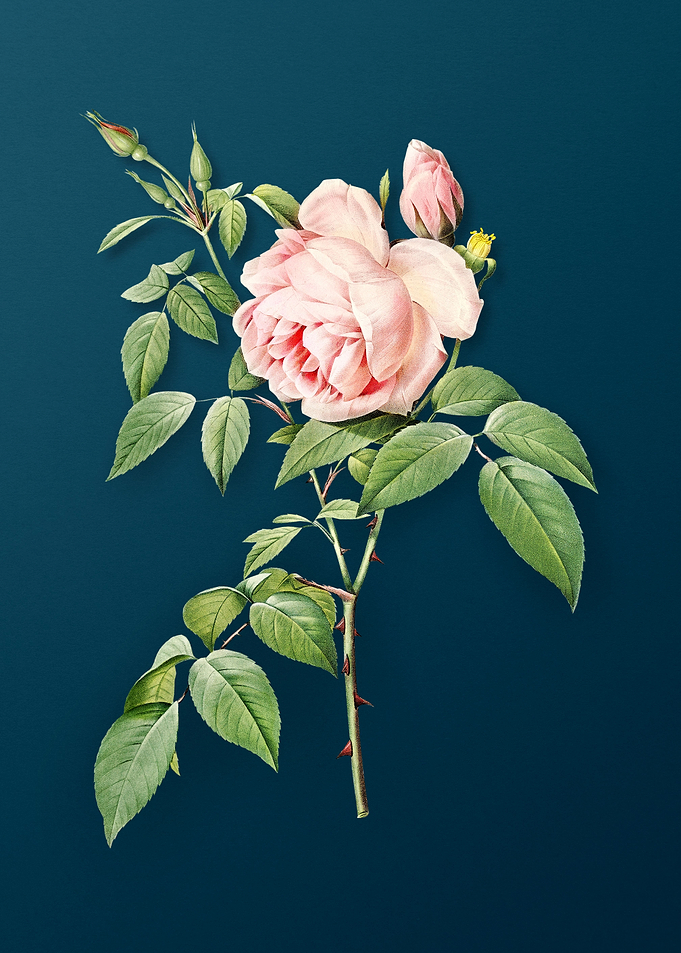 Blooming Fragrant Rosebush