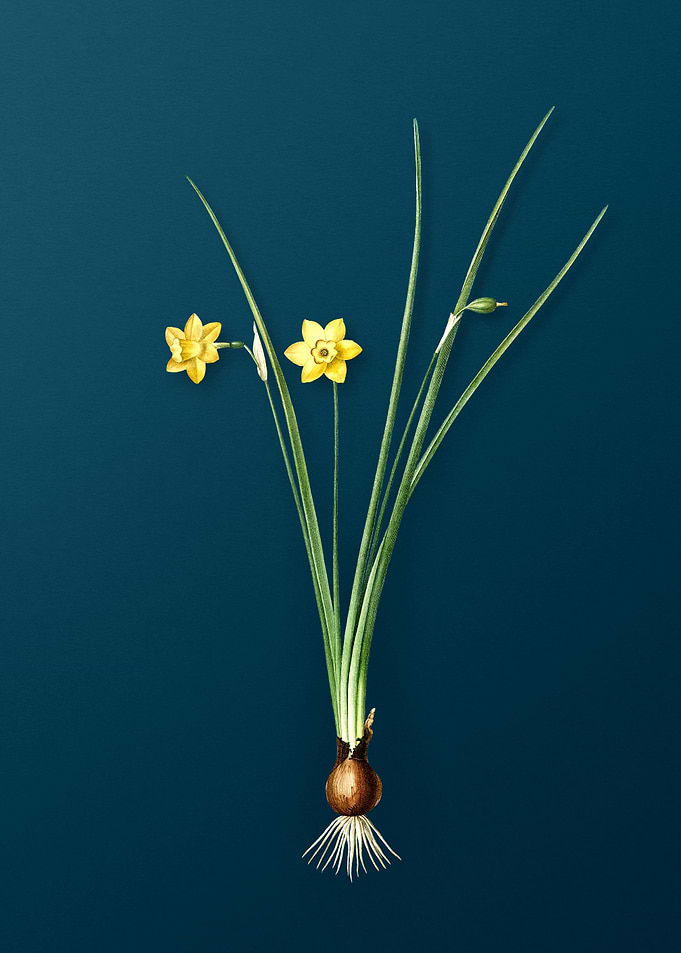 Daffodil Flowers