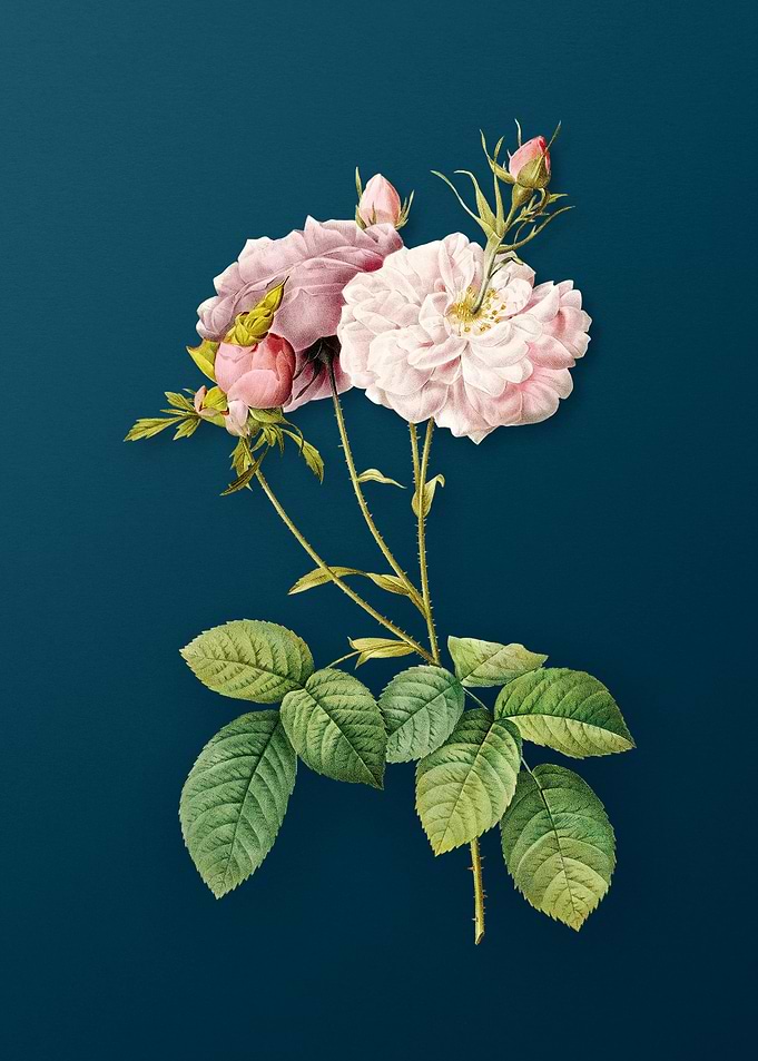 Blooming Damask Rose