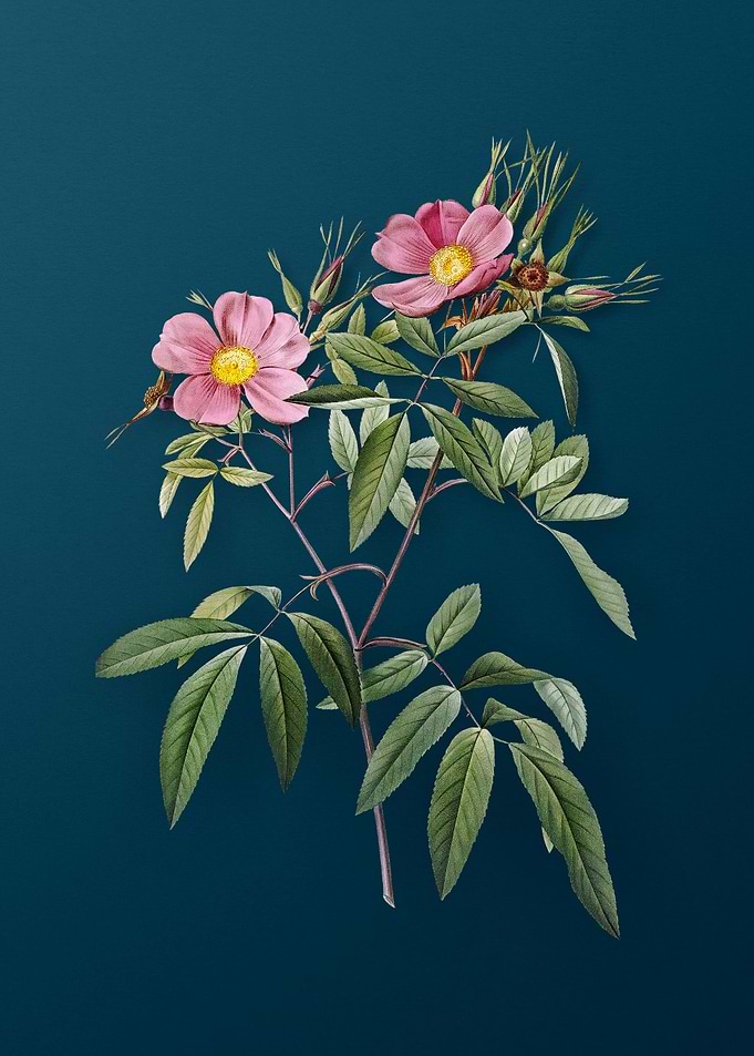 Pink Swamp Roses