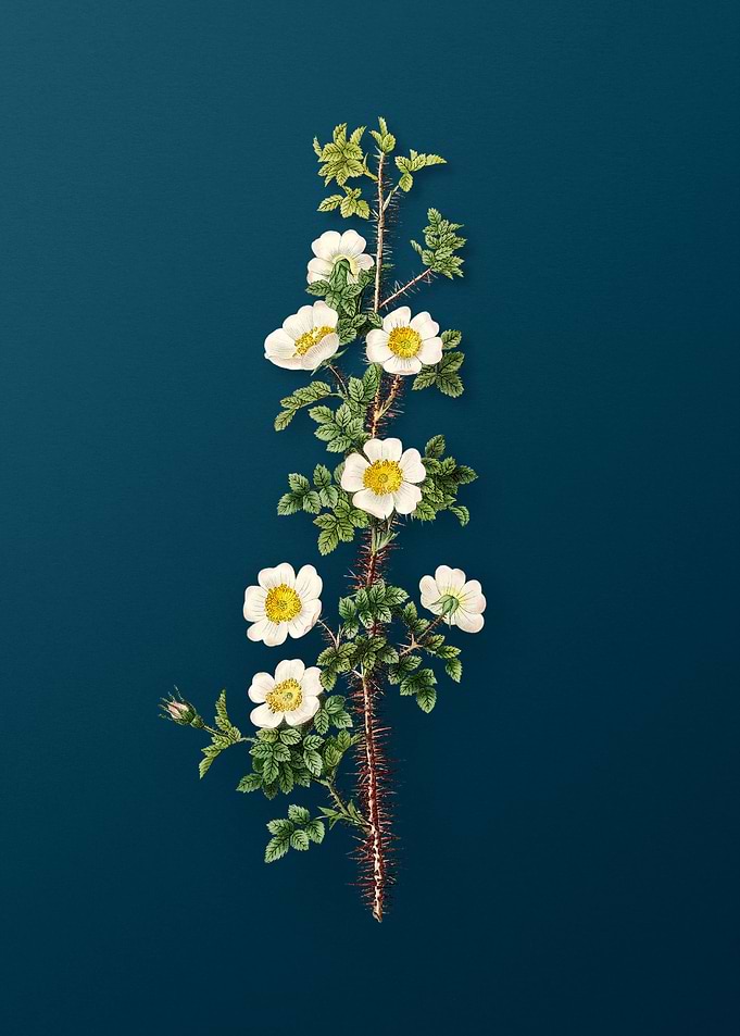 Scotch Rose Bloom