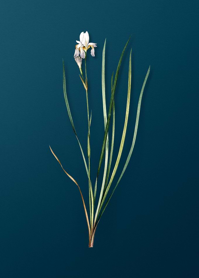 Siberian Iris