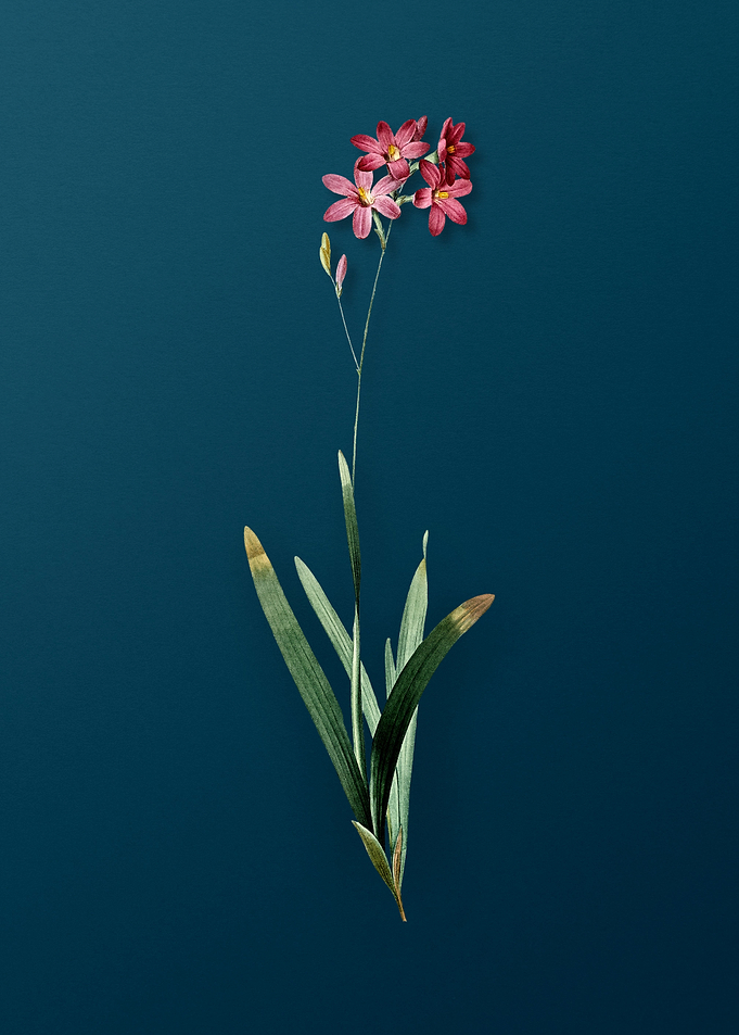 Corn Lily