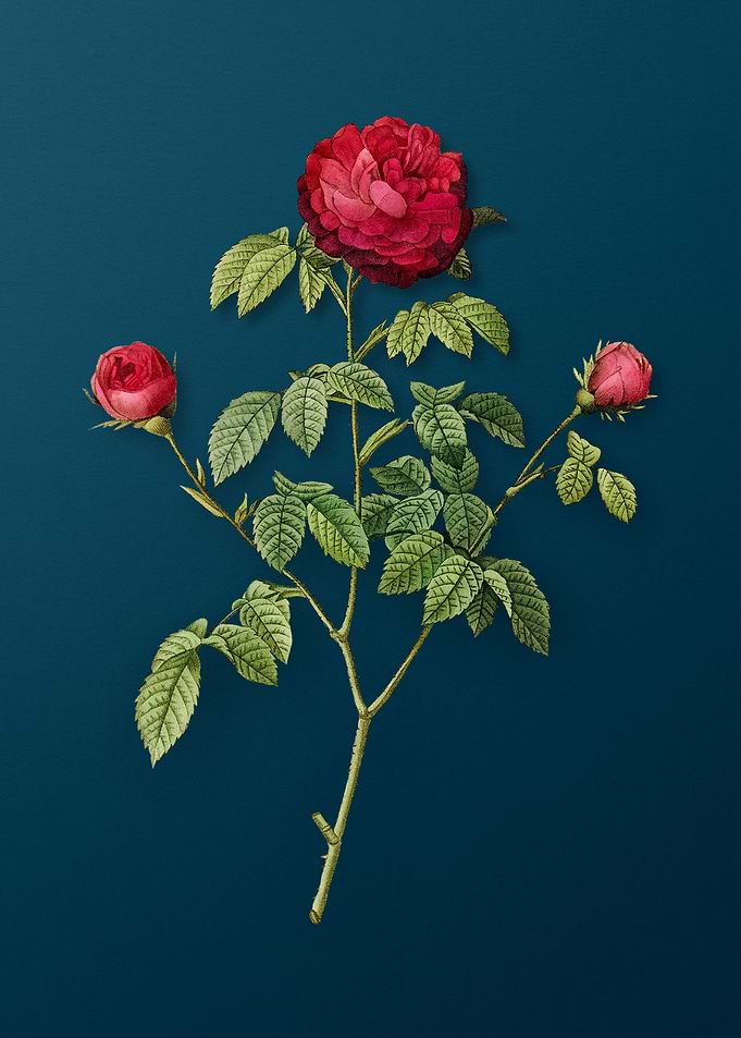 Agatha Rose in Bloom