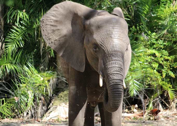 Elephant