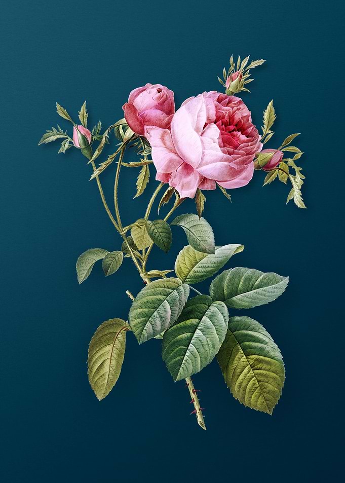 Pink Cabbage Rose de Mai