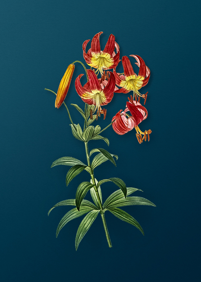 Turban Lily