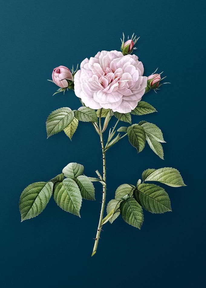 Vintage Rosa Alba